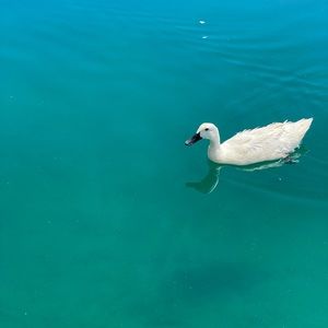 Meet your Posher, Poppy